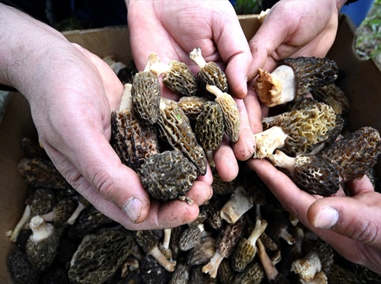 Sınırsız içerik ve tasarım özelleştirme özellikleri ile gelişmiş son panel dinamik yapı oluştur kolayca yönet teknik bilgi gerektirmeden firmanız hakkında sizi rakiplerinizden ayıracak profesyonel web tasarım scriptimizi çok uygun fiyata kullanın.